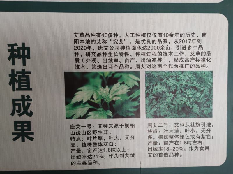 药用艾叶苗盆栽艾草苗食用艾叶草种子种植新鲜蕲艾苗孑艾草