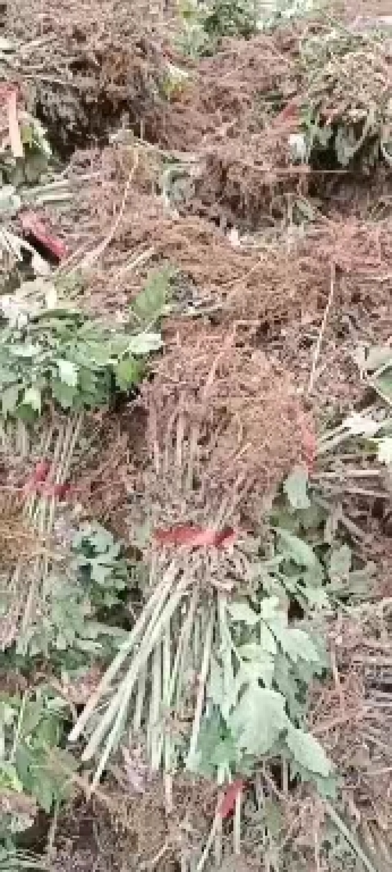 药用艾叶苗盆栽艾草苗食用艾叶草种子种植新鲜蕲艾苗孑艾草