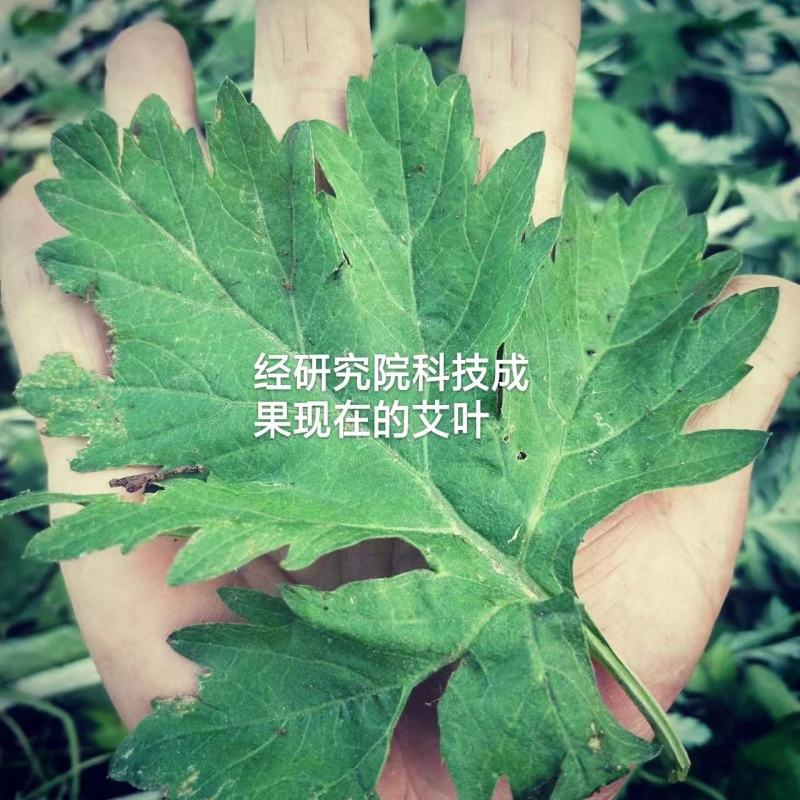 药用艾叶苗盆栽艾草苗食用艾叶草种子种植新鲜蕲艾苗孑艾草