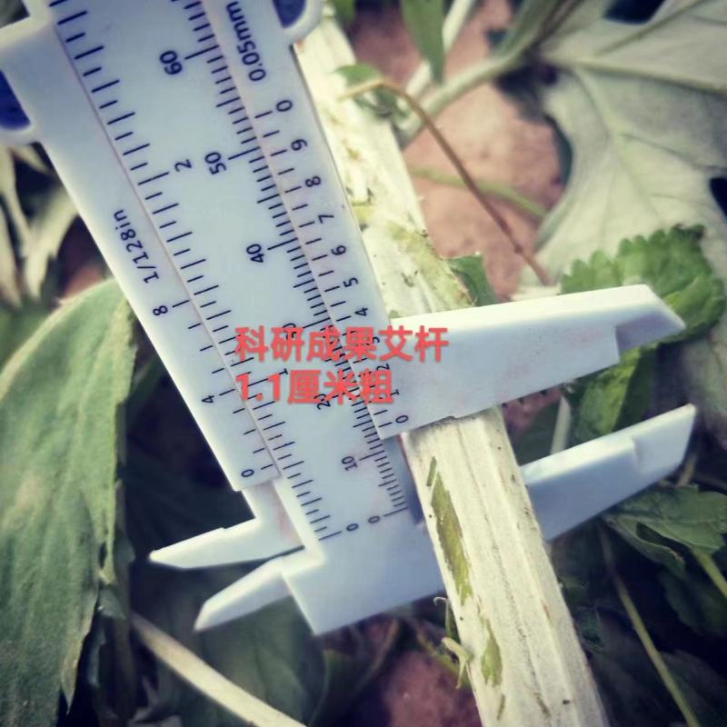 药用艾叶苗盆栽艾草苗食用艾叶草种子种植新鲜蕲艾苗孑艾草