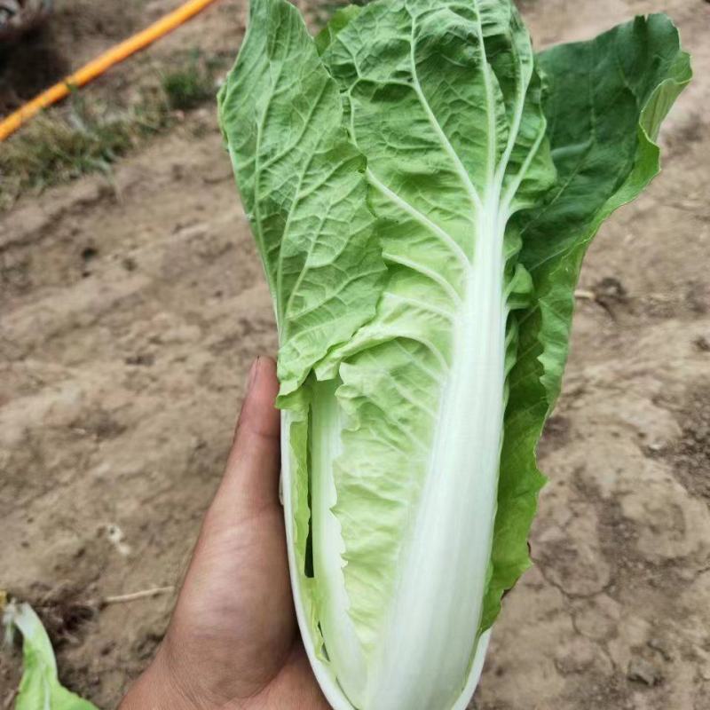 安徽精品快菜一手货源基地直发质量保障视频看货诚信合作