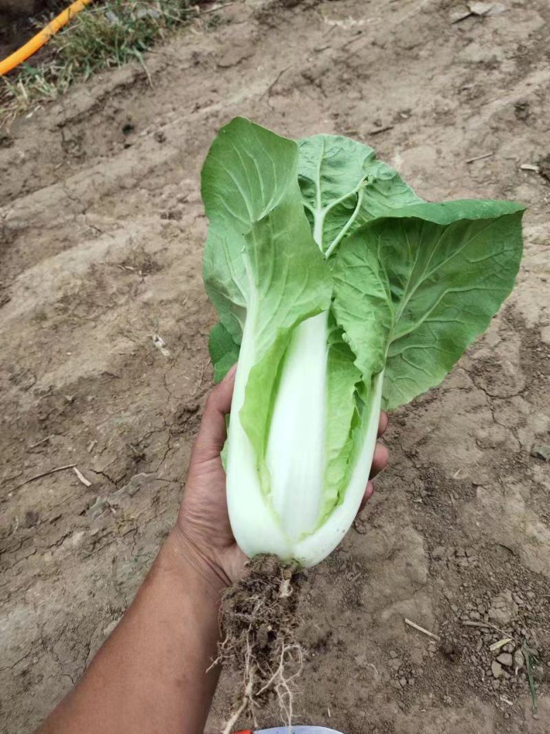 安徽精品快菜一手货源基地直发质量保障视频看货诚信合作