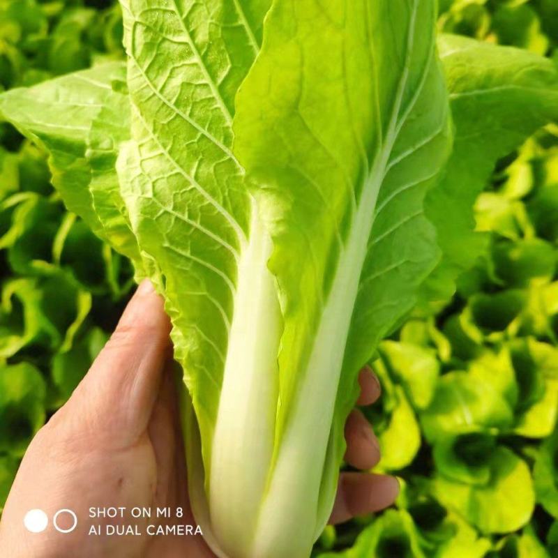 安徽精品快菜一手货源基地直发质量保障视频看货诚信合作
