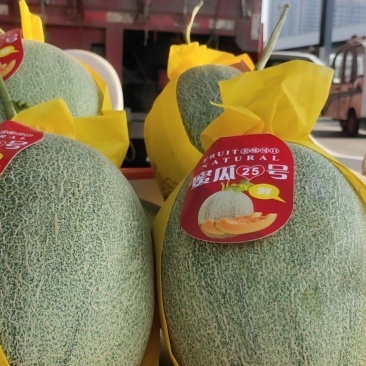 沙地蜜瓜，