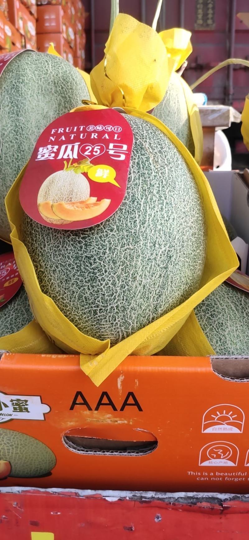 沙地蜜瓜，