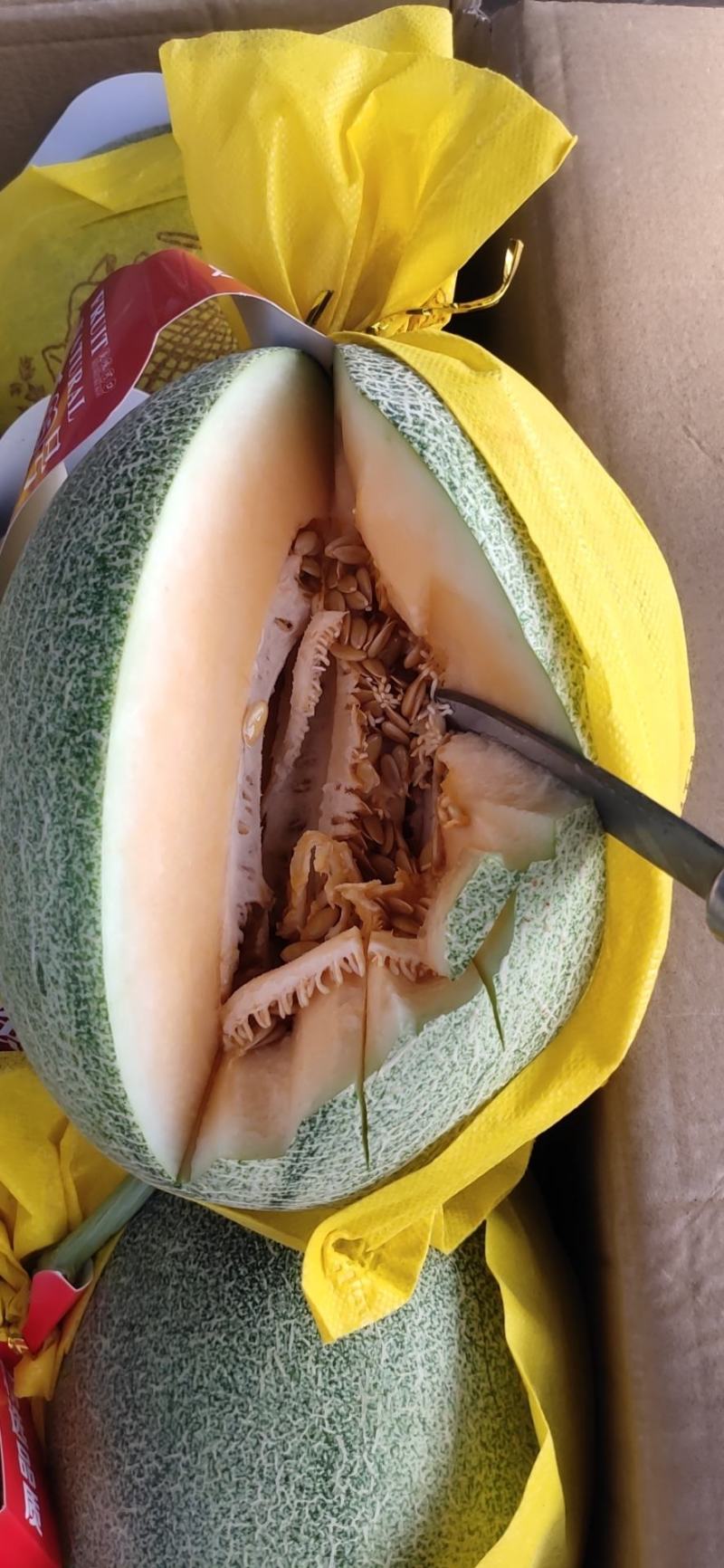 沙地蜜瓜，