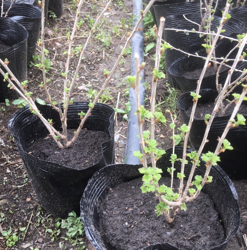 灯笼果苗醋栗苗当年结果南方北方盆栽地栽苗