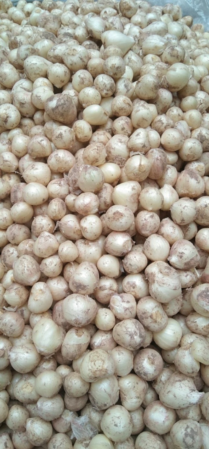 小蒜正宗的绿色食品