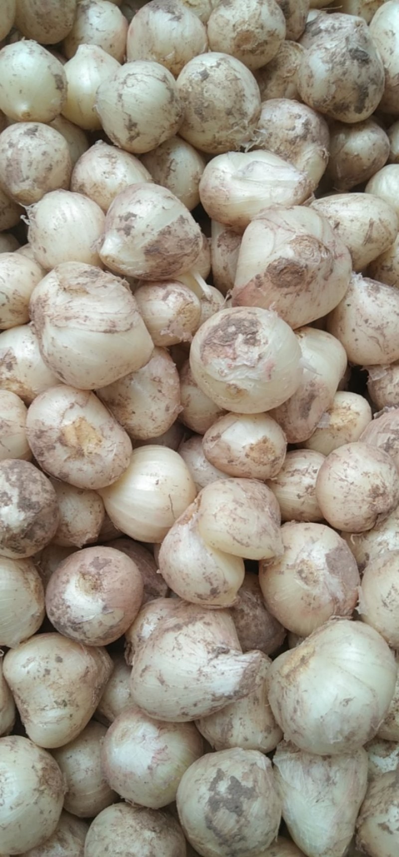 小蒜正宗的绿色食品