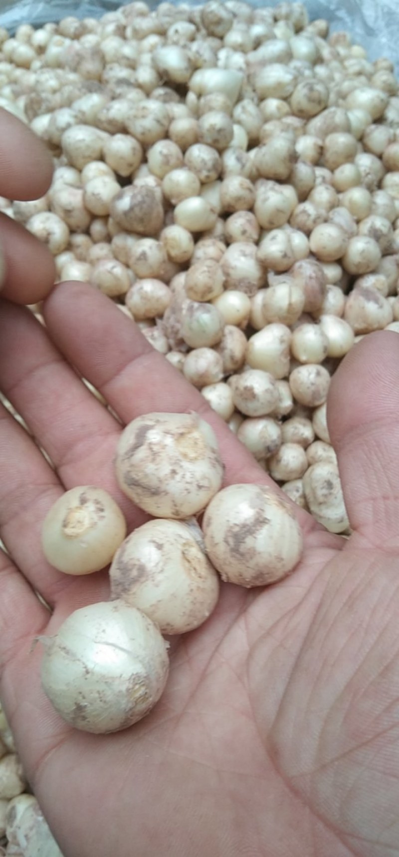 小蒜正宗的绿色食品