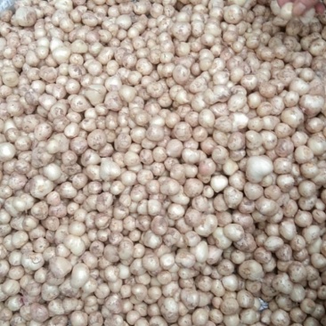 小蒜正宗的绿色食品