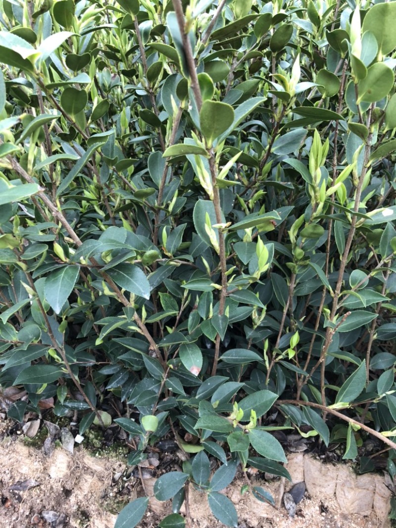 湖南210系列优质高产嫁接油茶苗！长期优惠出售