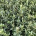 湖南210系列优质高产嫁接油茶苗！长期优惠出售