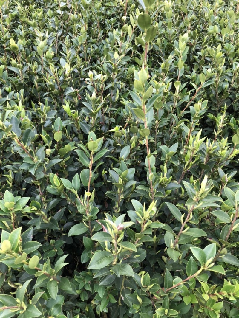 湖南210系列优质高产嫁接油茶苗！长期优惠出售