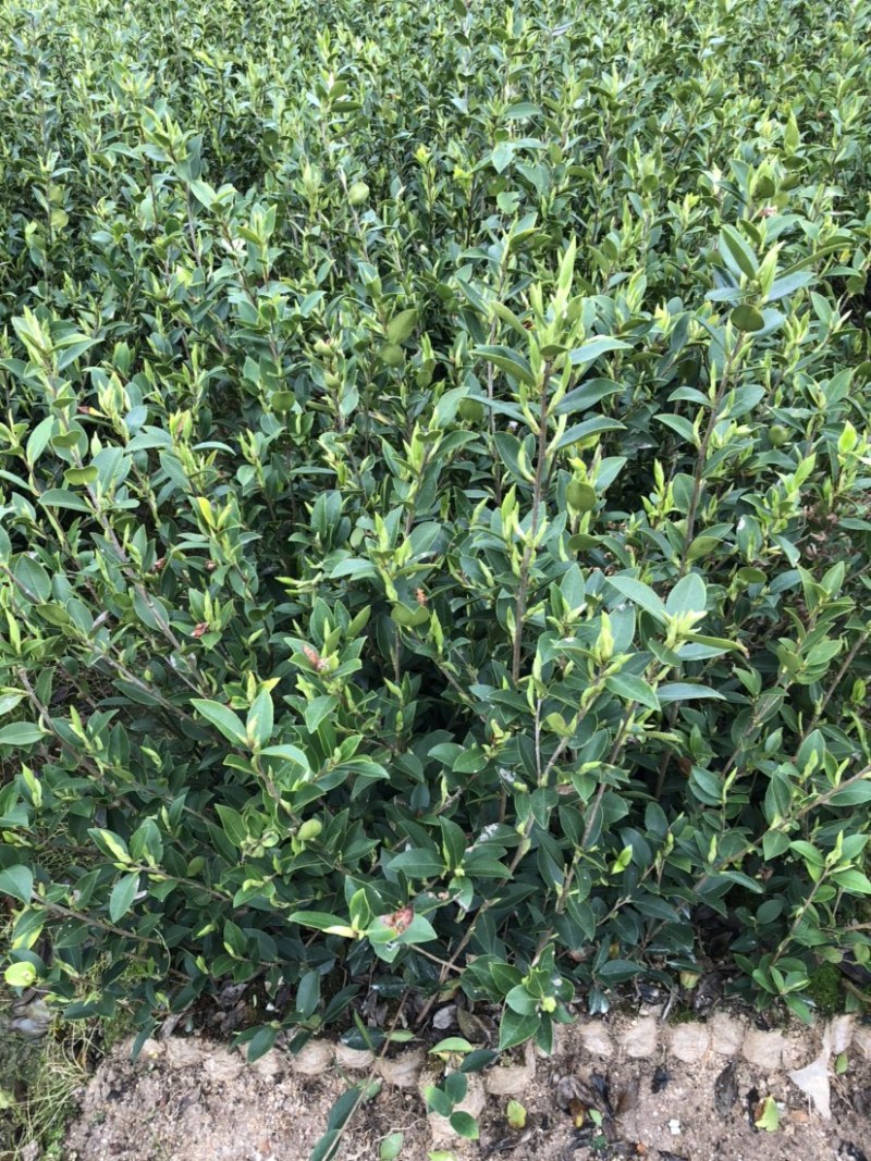 湖南210系列优质高产嫁接油茶苗！长期优惠出售