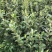 湖南210系列优质高产嫁接油茶苗！长期优惠出售