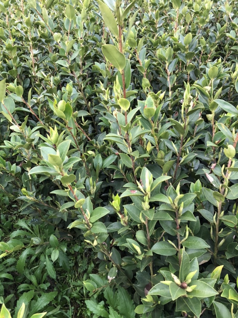 湖南210系列优质高产嫁接油茶苗！长期优惠出售