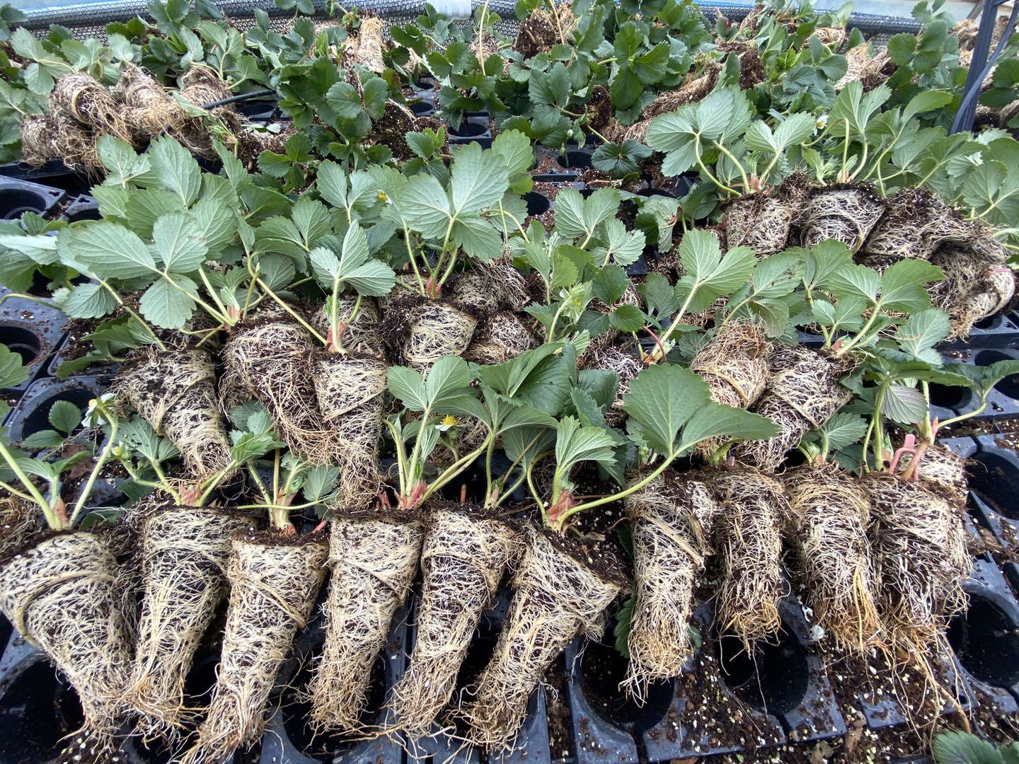 红颜草莓种植基地根系观察现场 红颜草莓种植基地根系观察现场