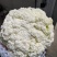 兰州精品散花代发全国，质量保证，诚信第一。