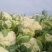 兰州精品散花代发全国，质量保证，诚信第一。