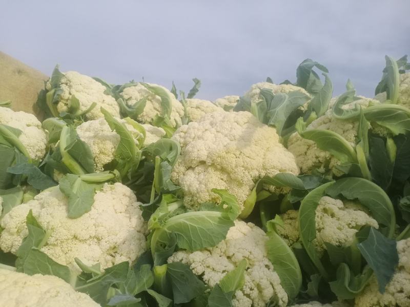 兰州精品散花代发全国，质量保证，诚信第一。