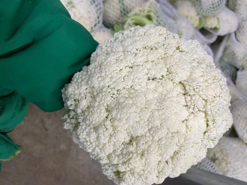兰州精品散花代发全国，质量保证，诚信第一。
