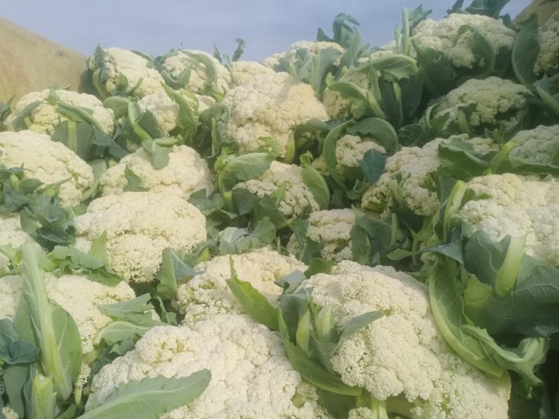 兰州精品散花代发全国，质量保证，诚信第一。