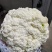 兰州精品散花代发全国，质量保证，诚信第一。