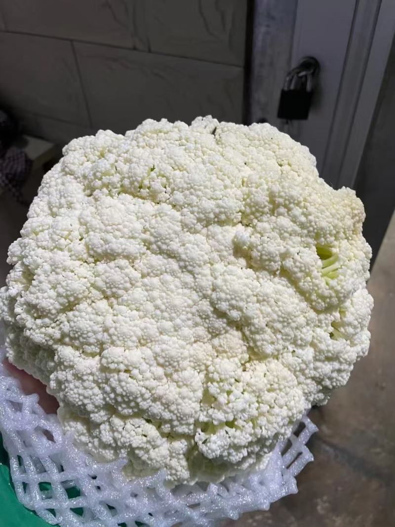 兰州精品散花代发全国，质量保证，诚信第一。