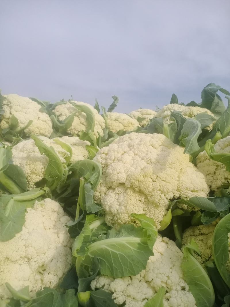 兰州精品散花代发全国，质量保证，诚信第一。