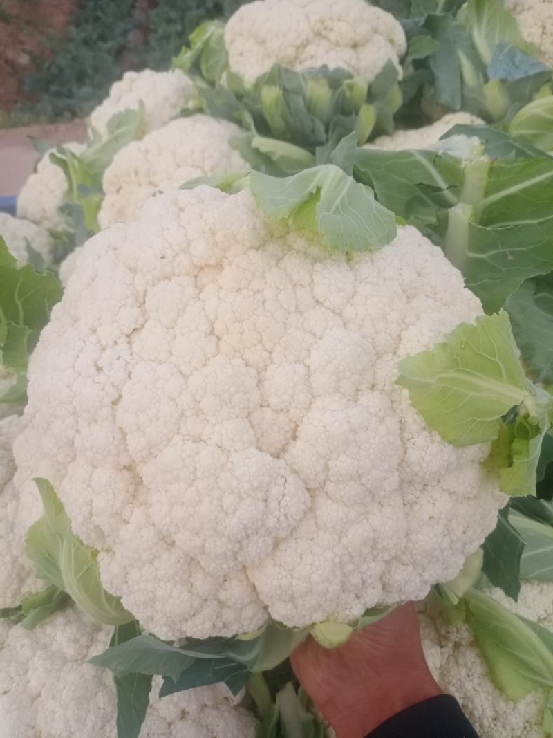 兰州精品散花代发全国，质量保证，诚信第一。