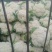 兰州精品散花代发全国，质量保证，诚信第一。