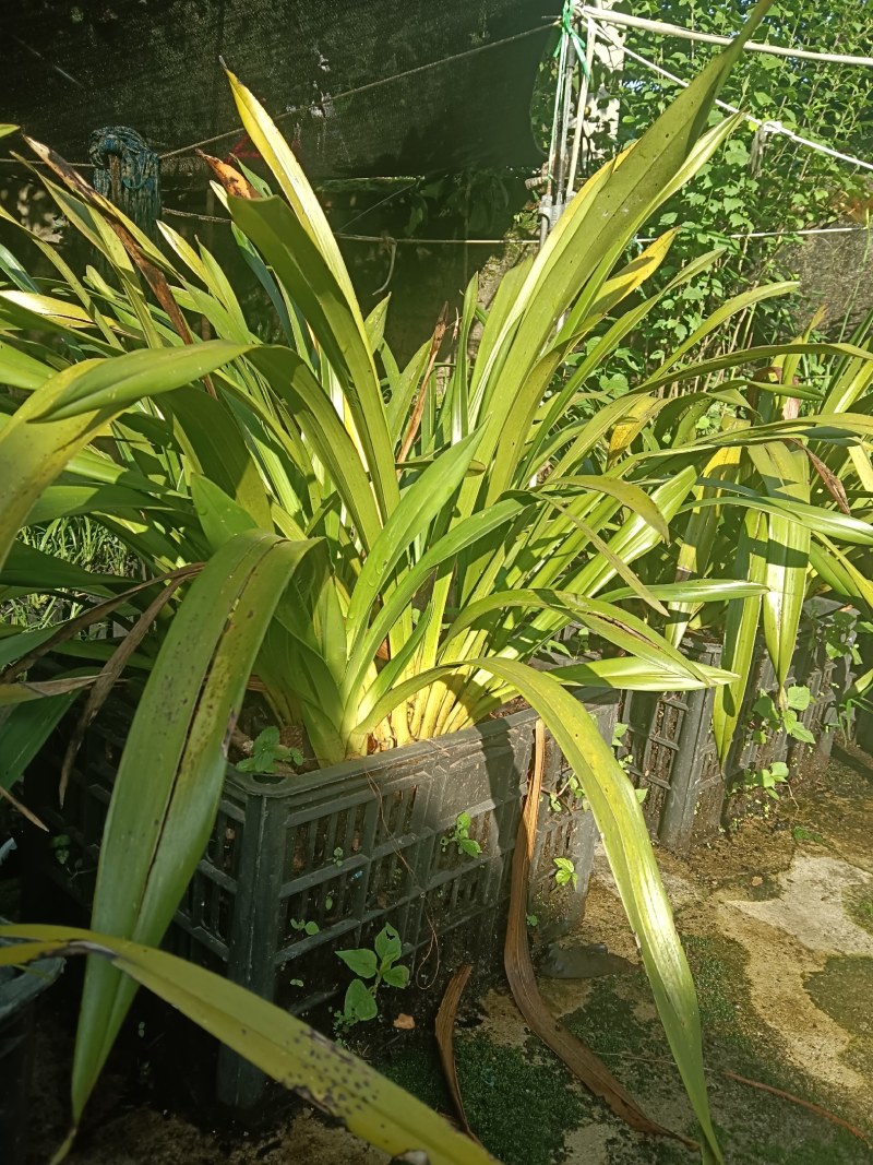 野生虎头兰