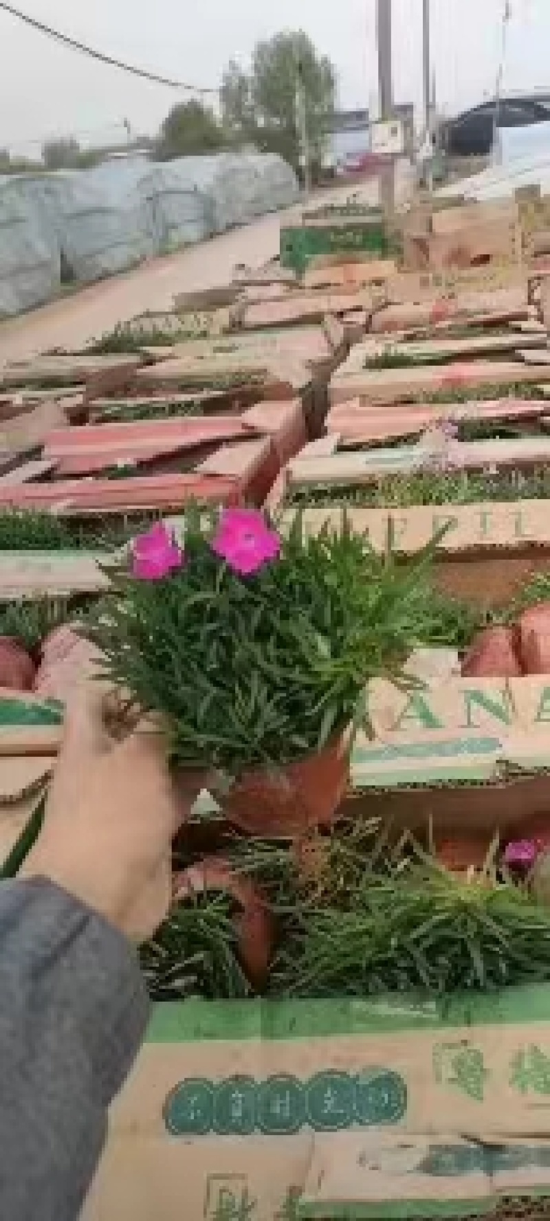 山东欧石竹基地，欧石竹规格全（穴盘苗，营养杯，双色盆）