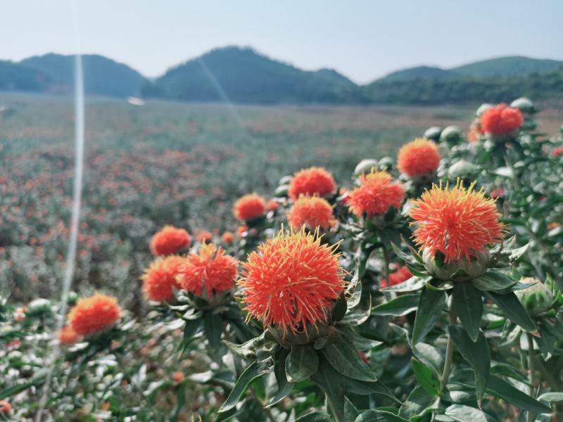 藏红花朵，云南红花，橙菠萝，自己基地种植，年产200吨以