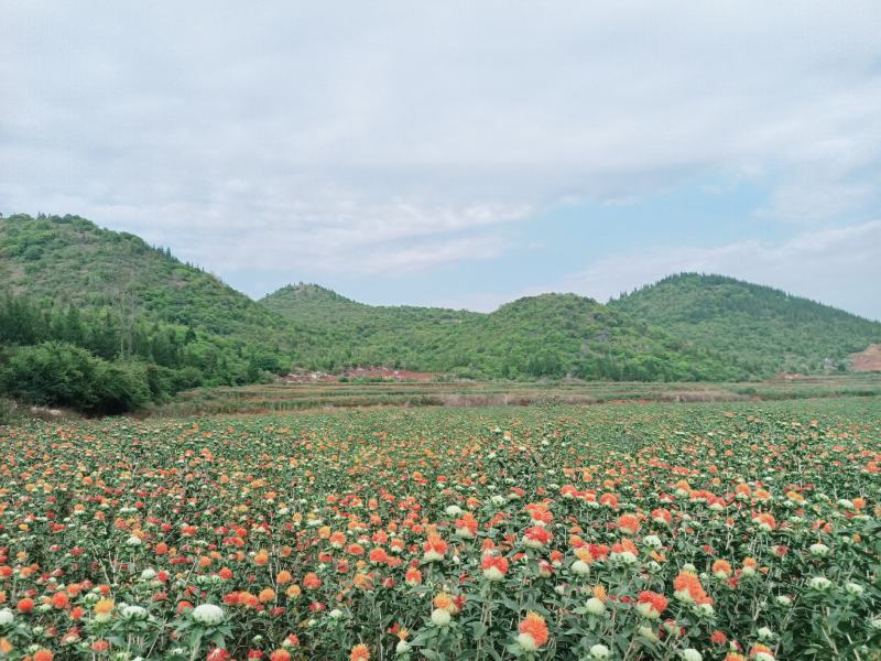 藏红花朵，云南红花，橙菠萝，自己基地种植，年产200吨以