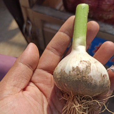 河北临漳千亩大蒜大量上市，有需要的联系我
