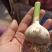 河北临漳千亩大蒜大量上市，有需要的联系我