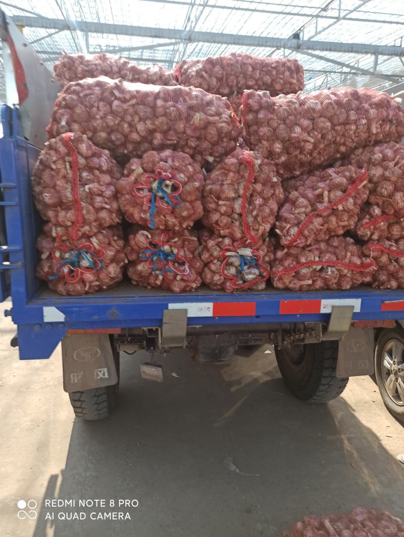 河北临漳千亩大蒜大量上市，有需要的联系我