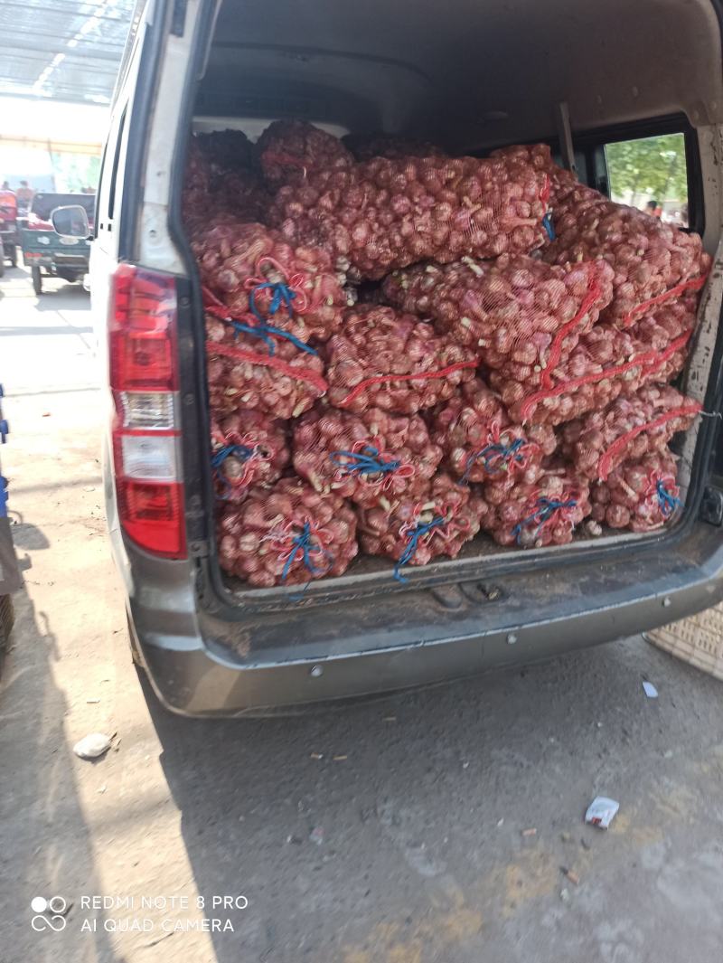 河北临漳千亩大蒜大量上市，有需要的联系我