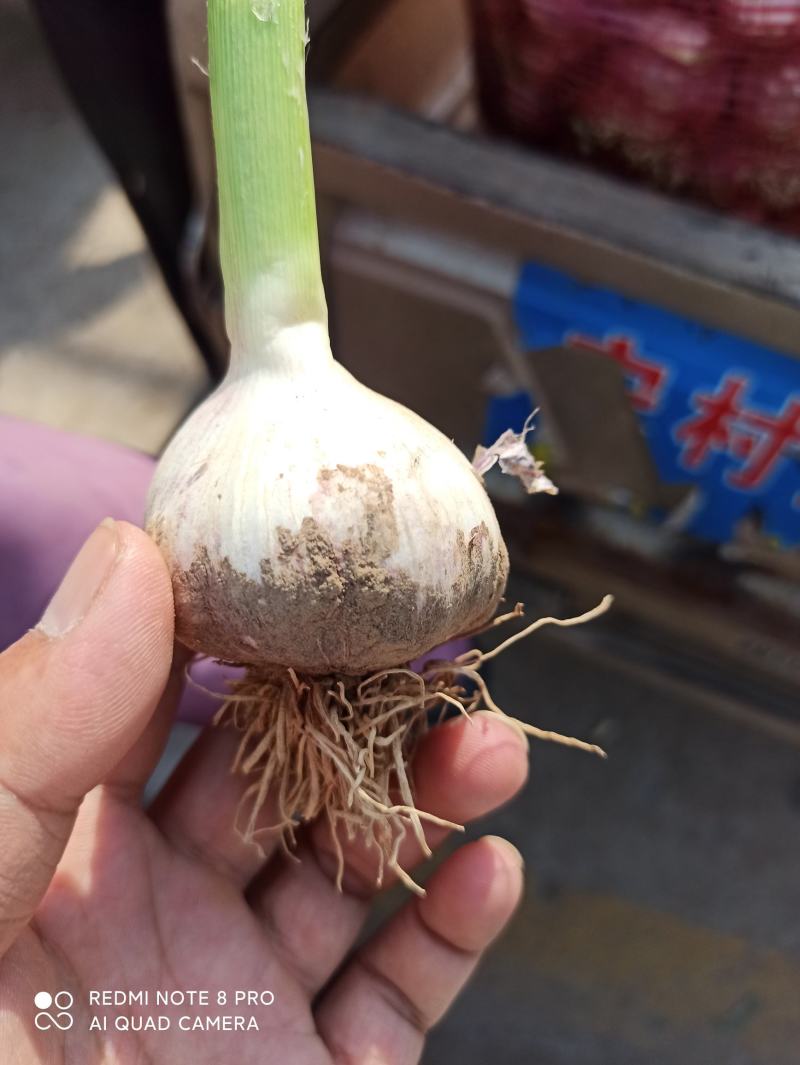 河北临漳千亩大蒜大量上市，有需要的联系我
