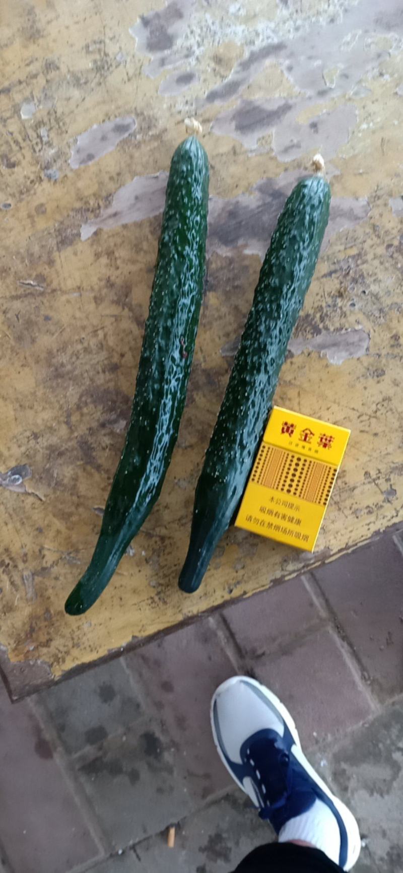 精品油亮密刺黄瓜大量上市中产地直销欢迎广大采购商前来采购
