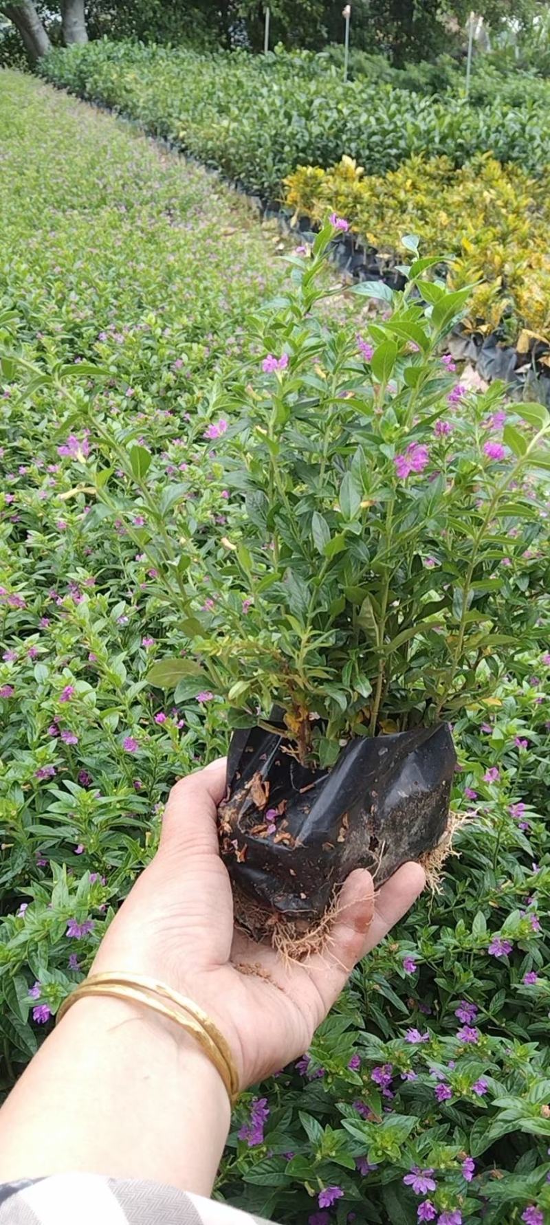 满天星，萼距花，孔雀梅。