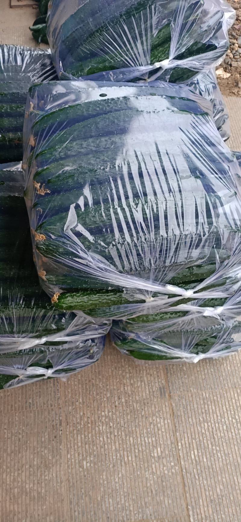 精品油亮密刺黄瓜大量上市中产地直销欢迎广大采购商前来采购
