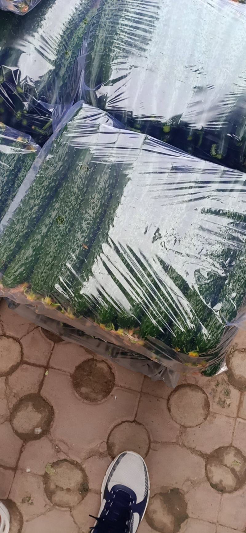 精品油亮密刺黄瓜大量上市中产地直销欢迎广大采购商前来采购