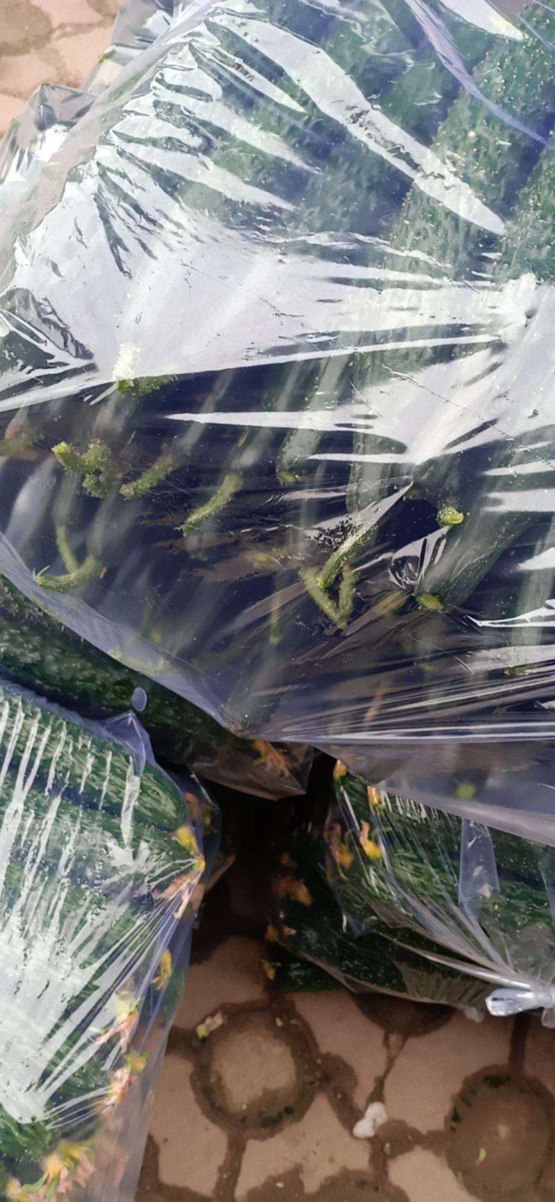 精品油亮密刺黄瓜大量上市中产地直销欢迎广大采购商前来采购