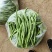 精品无筋豆武山县豆王量大从优欢迎新老客户