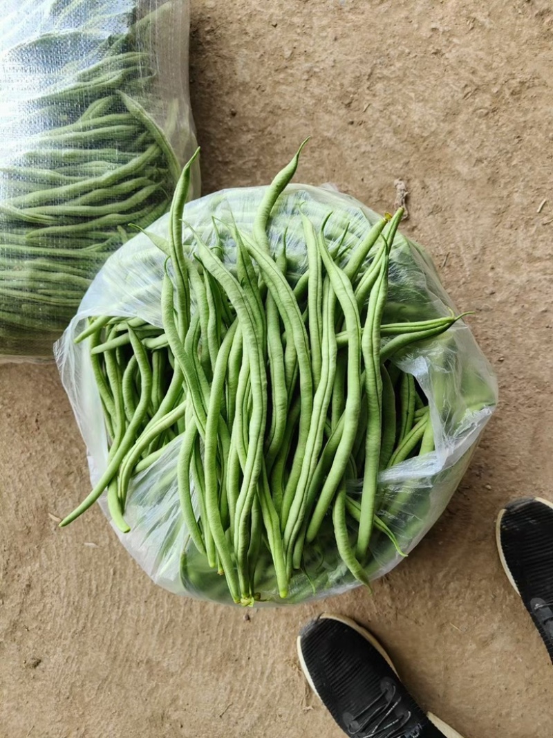 精品无筋豆武山县豆王量大从优欢迎新老客户