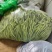 精品无筋豆武山县豆王量大从优欢迎新老客户