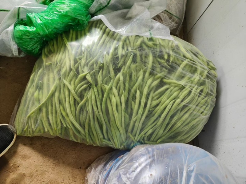 精品无筋豆武山县豆王量大从优欢迎新老客户